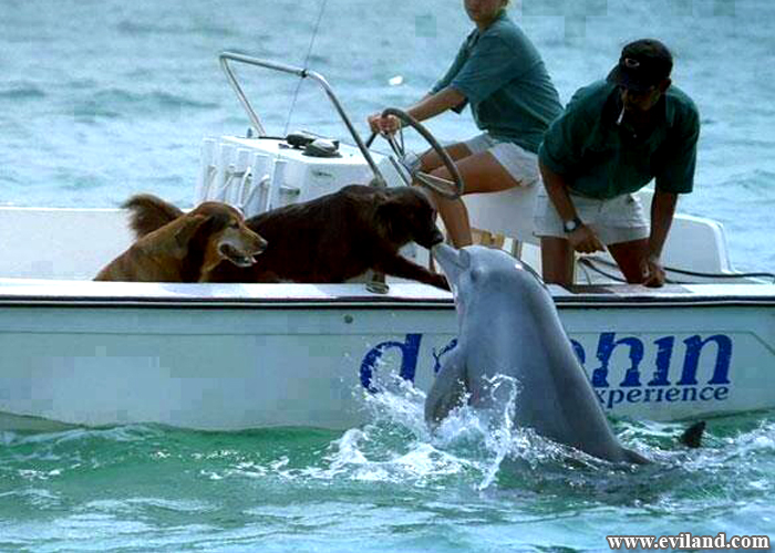 Dolphin kissing to dog on boat