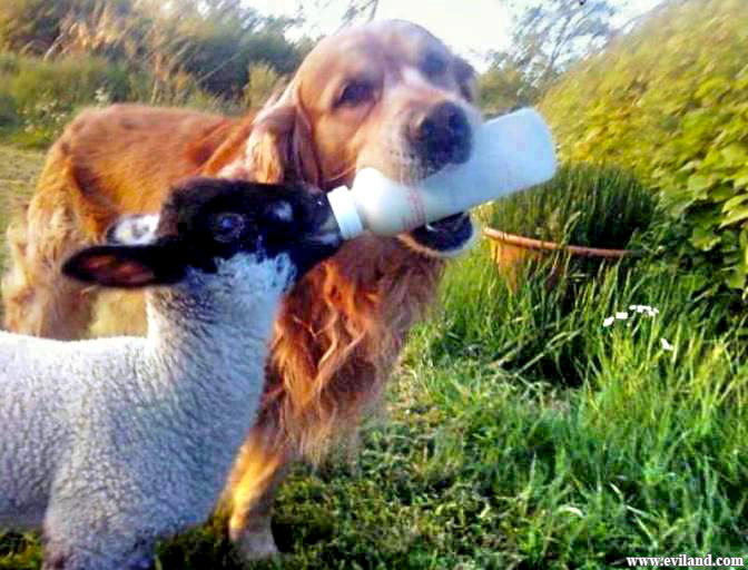 Dog feeding to Sheep