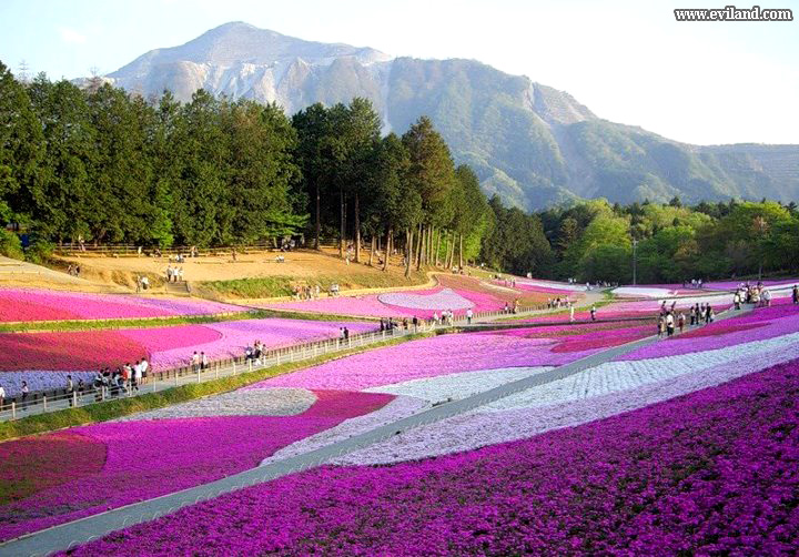 Garden of Flowers