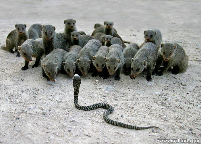 Snake and Mongoose