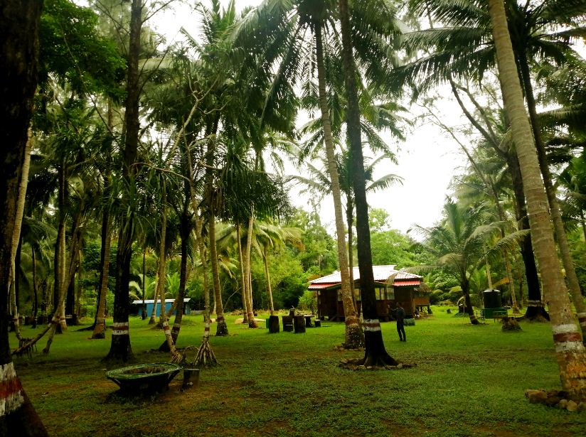 Coconut Tree at Karmatang