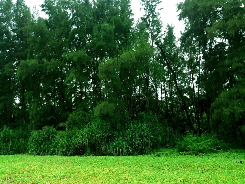 Greenish Forest at Karmatang