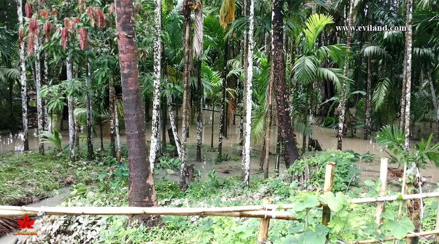 Full of water in betel nut farm