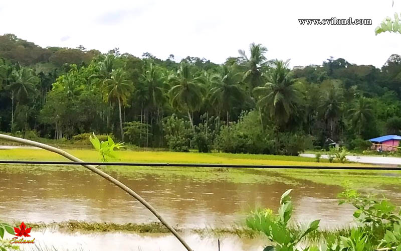 water in farm