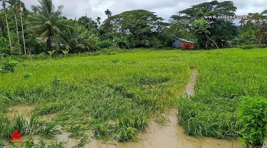 Crops damage due to heavy rain