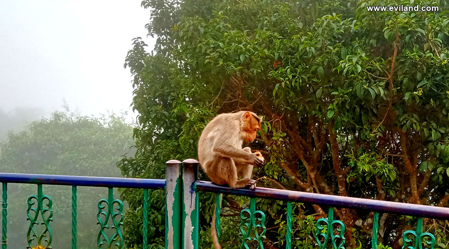 Monkey Sitting On barricade 