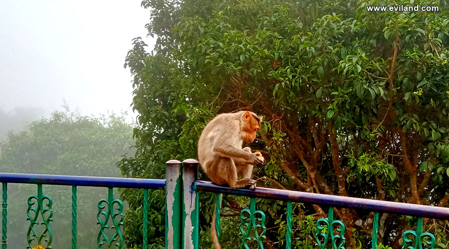 Monkey Sitting On barricade