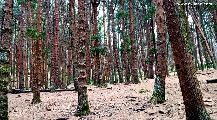 Beautiful Pine forest in Kodaikanal