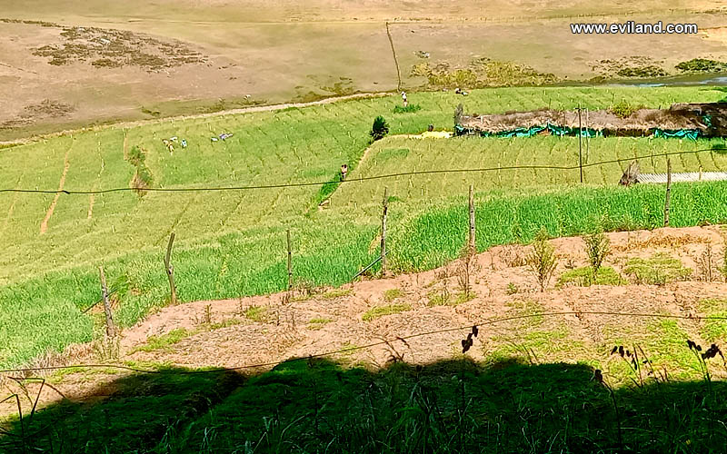 Farm of Kotas Tribes, most old Tribes of Ooty.