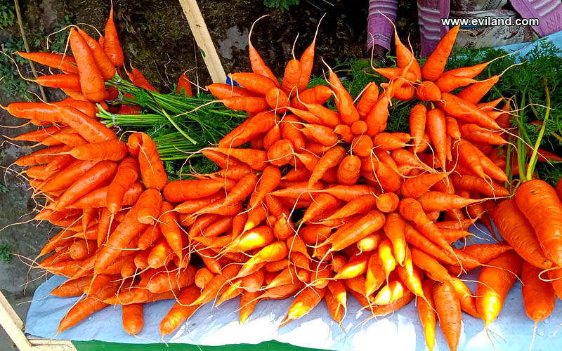 Fresh Carrots just from the farm
