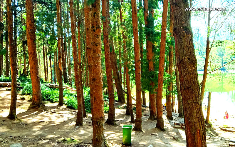 Pine Forest in ooty, very close to nature