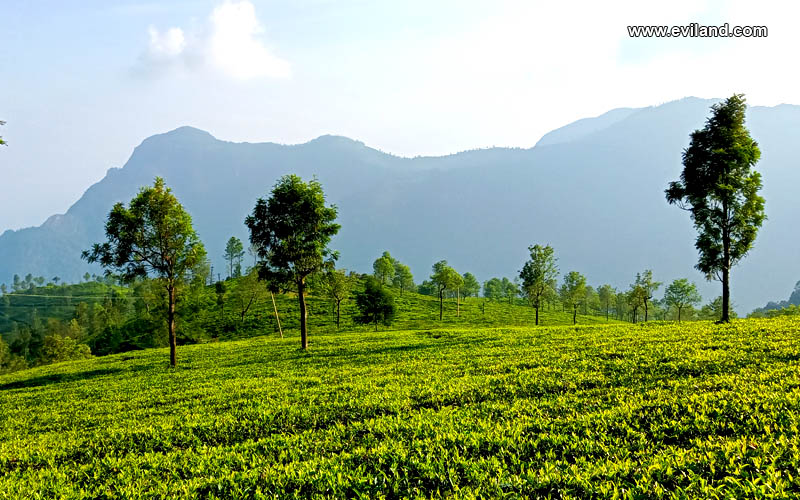 Beautiful Tea Park