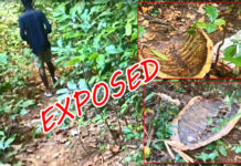 धड़ल्ले से चल रहा है समुद्री कछुए का अवैध शिकार, कहां है वन विभाग!? Little Andaman