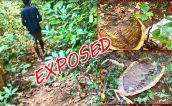 धड़ल्ले से चल रहा है समुद्री कछुए का अवैध शिकार, कहां है वन विभाग!? Little Andaman