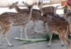 Deer