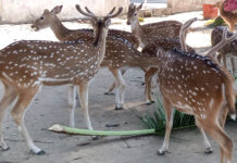 рдкреБрд▓рд┐рд╕ рд╕реНрдЯреЗрд╢рди рд╣рдореНрдлреНрд░реАрдЧрдВрдЬ рдиреЗ рдЕрд╡реИрдз рд╡рдиреНрдпрдЬреАрд╡ рд╡реНрдпрд╛рдкрд╛рд░ рдХреЗ рдЖрд░реЛрдк рдореЗрдВ рдПрдХ рд╡реНрдпрдХреНрддрд┐ рдХреЛ рдЧрд┐рд░рдлреНрддрд╛рд░ рдХрд┐рдпрд╛ Deer