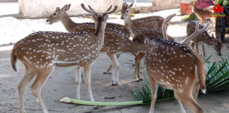 पुलिस स्टेशन हम्फ्रीगंज ने अवैध वन्यजीव व्यापार के आरोप में एक व्यक्ति को गिरफ्तार किया Deer