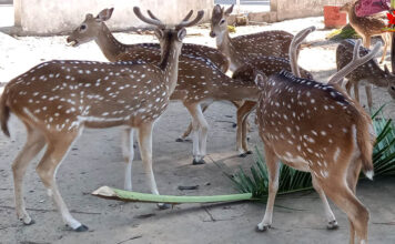 पुलिस स्टेशन हम्फ्रीगंज ने अवैध वन्यजीव व्यापार के आरोप में एक व्यक्ति को गिरफ्तार किया Deer