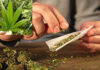 Ganja Seized