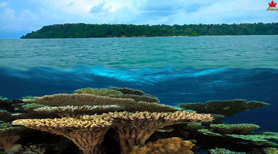Coral in the sea