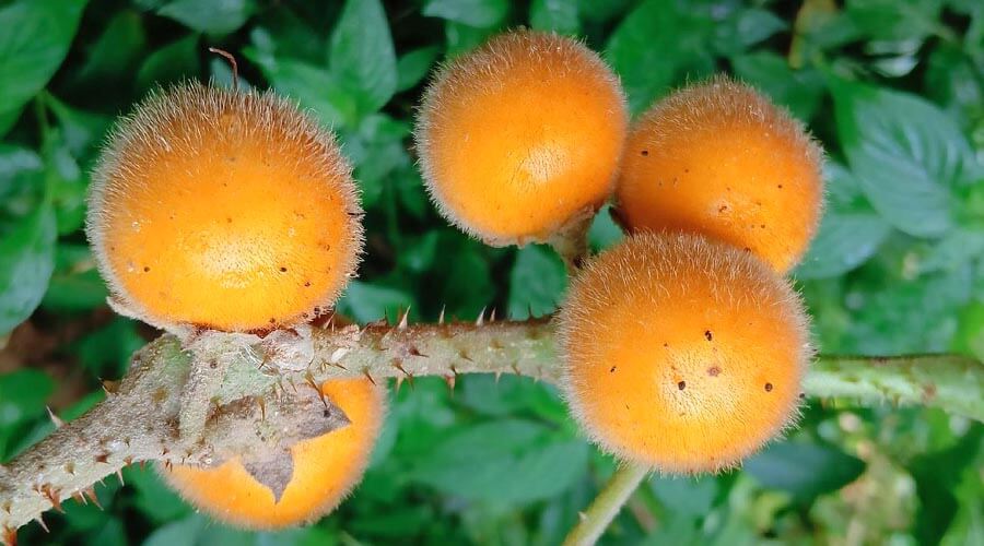 Solanum pandeyi New Species Found in Andaman
